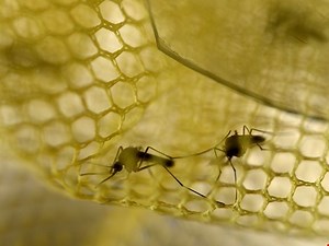 Company asks FDA to issue permit for genetically-modified mosquitoes