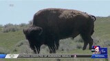 Buffalo Run on Antelope Island canceled after biting gnats hatch early