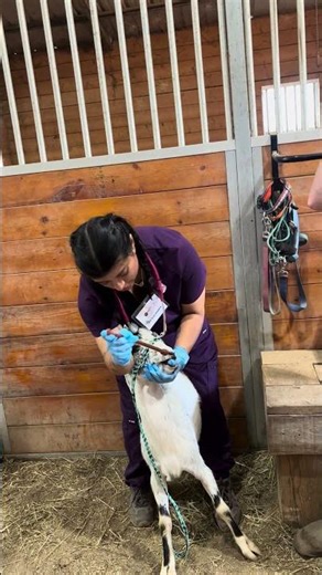 Large animal balling gun Administration (goat) - Vet med