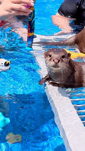 1.3K views · 140 reactions | It's #WorldOtterDay and we want everyone in the pool!!! To celebrate we are offering $50 OFF OTTER SWIMS - Today only! Book your 2023 season swim with the link below and use promo code: OTTER23 簾簾 Otter Swim Tickets: https://tinyurl.com/bhpswim #OtterDay #Neptune #Poseidon #asiansmallclawed #otter #OtterSwim #AnimalAmbassador #Wildlife Education #GetWild | Coastal Wilds | Facebook