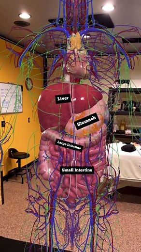 Liver Anatomy: Portal Vein & Detoxification