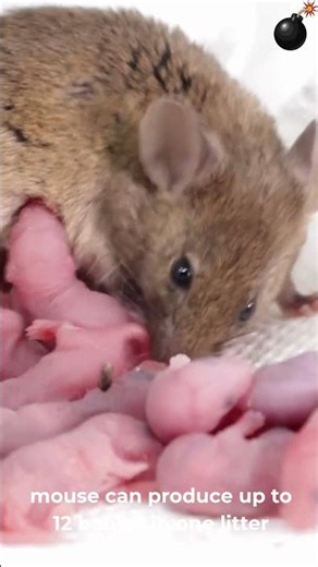 MOUSE INVASION: THE SHOCKING FARM PLAGUE EXPLAINED.