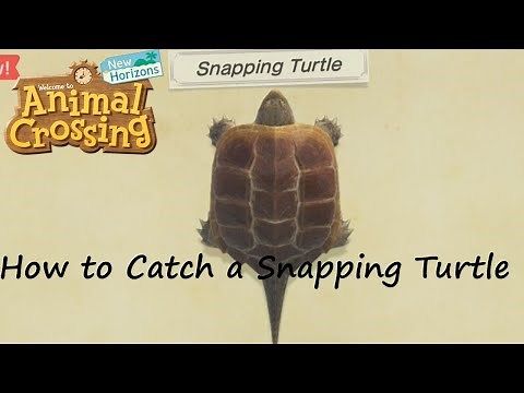 Animal Crossing: New Horizons - How to Catch a Snapping Turtle