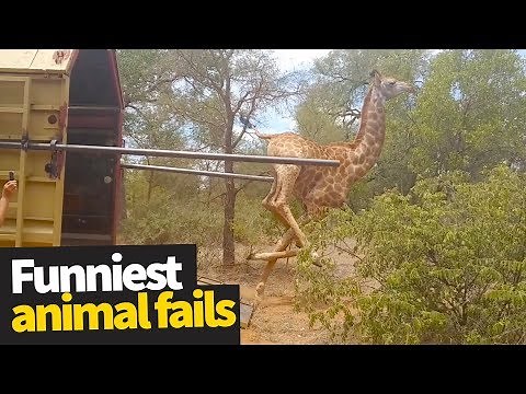 Funniest Animal Fails Caught on Camera 2019