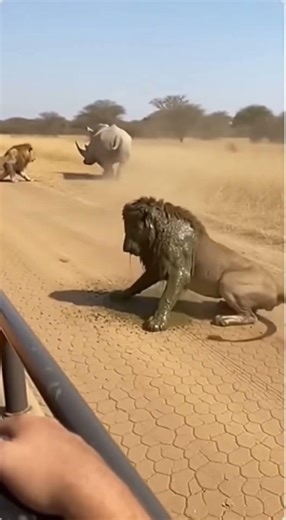Rhino's ONE Blast Sends Entire Lion Pride Running! 🦏 일격산산 🦏 一撃崩壊 #viral #shorts