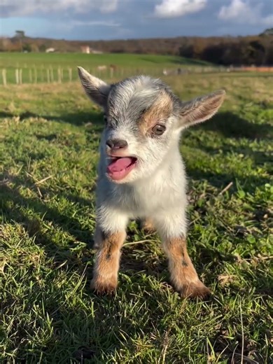 Different Baby Goat Sounds 🐐🎶 Too Cute to Handle! #cutefarmanimal #cute #animals