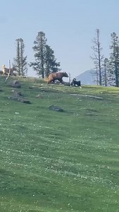 86K views · 143 reactions | Bear vs Dog | Ashfaq Dar | Facebook