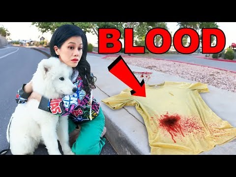 Vy Qwaint! My Puppy Found Blood