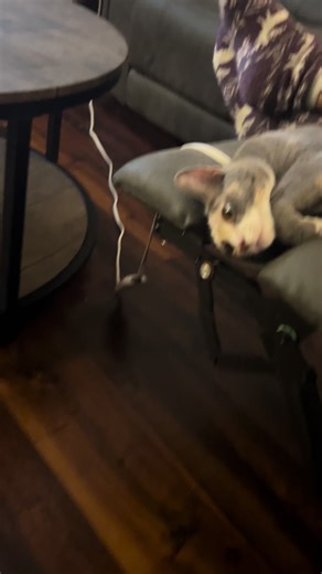 #cat #catsoftiktok #funny #fyp #foryoupage