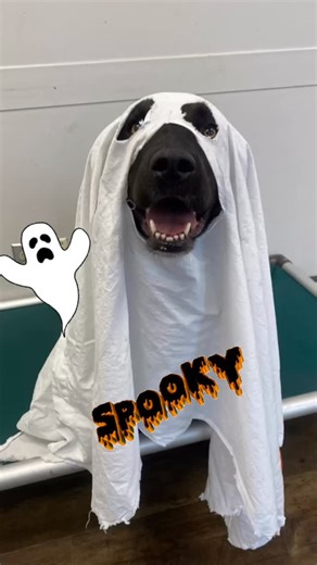 Well... we tried. 😂🫣👻 happy Halloween from your friends at the CARE Centre! Adela was the most cooperative, while Maren and Fable thought these costumes were a joke!! All of these girlies are waiting for their forever homes - check out their bios in our adoptable dogs album on the CARE Facebook page for more info! We always find a notable increase in loose, scared and lost dogs around Halloween - a reminder to make sure your dogs are secured and provided some white noise to drown out any fire