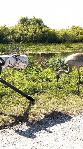 Sometimes the wildlife comes to you! Sandhill cranes in Florida | Harry Collins Photography
