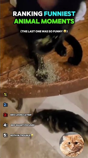 Funniest Animal Fails Caught on Camera!