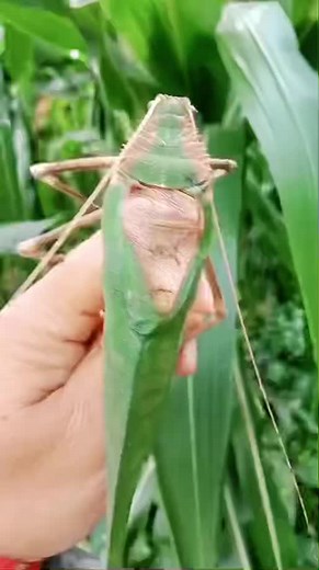 Grasshoppers Turn into Locusts - Cool or Terrifying?