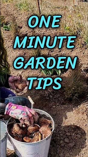 How to Plant Gladiolus Corms 🌸 (Step-by-Step Guide)