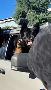 GRAFF | Delta K9 Academy