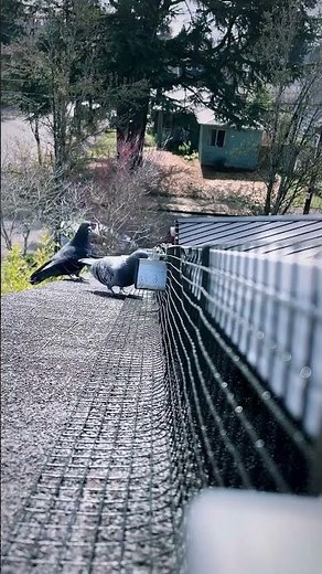 Protecting Solar Panels From Pigeons In Portland Oregon - Campbell Natural Pest Control