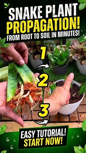 Easiest Way to Grow Your Own Snake Plant! 🐍🪴