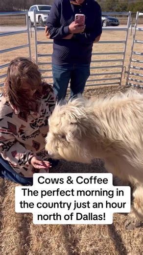Valentine's Day Events in Bells, TX with Cows & Coffee