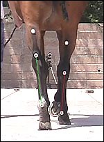 Breakthrough in equine locomotion analysis - Horse & Hound