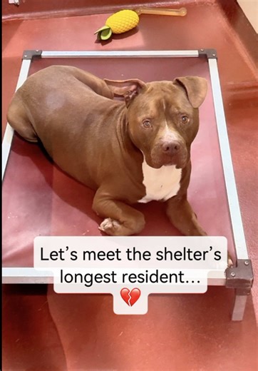 Cheecho is the longest resident at the shelter. He is at Cobb County Animal Services in Marietta, GA He has been here since August. Almost half a year of waiting, watching people walk past his kennel, hoping one day someone would stop for him. When Cheecho first arrived, he was so emaciated he had to stay in the back. He came in as a cruelty case, barely holding on, and there were even reports that he had been bitten by a rattlesnake just two weeks before arriving. For months, he quietly fought 