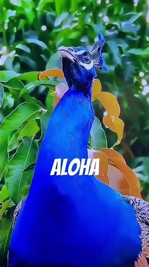 Let Me Holler at Ya #animalshorts #sounds #naturesounds #birds