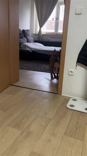 Animals Reacting to Funny Door Pranks
