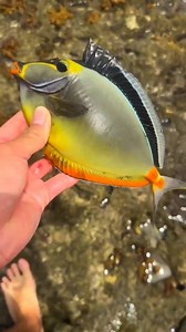 Blonde naso tang fish #saltwaterfishing #saltwateraquarium #saltwater #saltwatertank #saltwaterfish #saltwaterpool #saltwaterfishtank #fishing #fishinglife #fishingtrip #fish #fishingislife #fishingvideos #marinefish #marinfish #MarineFishing #marinefishtank #shorts #reelsfb #viralreelschallenge #blondenasotang #blonde #Naso #nasotang #nasotangfish | 𝐒.𝐌 𝐅𝐢𝐬𝐡 𝐂𝐫𝐞𝐚𝐭𝐢𝐨𝐧