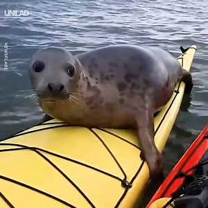 This cheeky sea doggo plays by its own rules 😂😂 | UNILAD