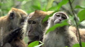 monkeys Stock Video | Adobe Stock