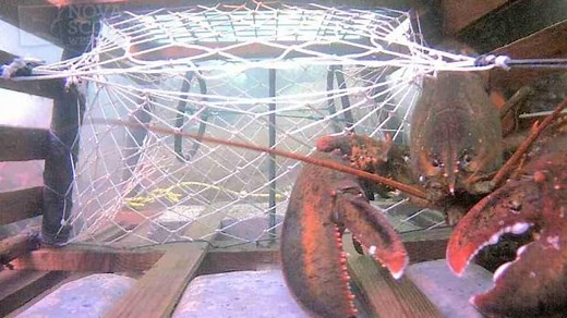 LobsterCam in Halifax harbour is live once again
