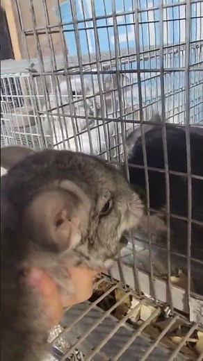 chinchilla noises sounds