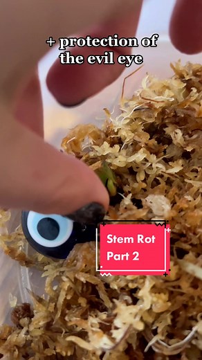 The Monstera Girl στο TikTok