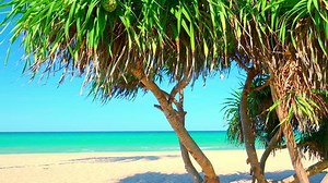 Shady Thicket Pandanus Tree Screw Pine Stock Footage Video (100% Royalty-free) 24273989 | Shutterstock