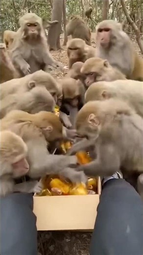 هجوم القرود | قرد يأكل خبز | قرد كيوت | قرد مضحك | مقطع مضحك| monkey 🐒😂😂