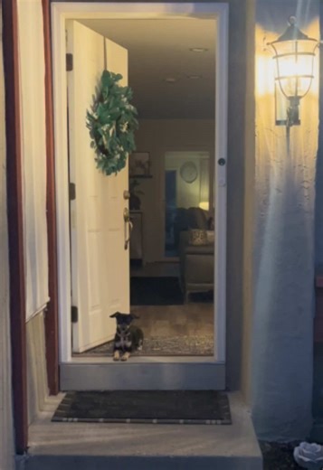 🐾 🐾 🐾 #puppy #puppiesoftiktok #puppytraining #chiweenie