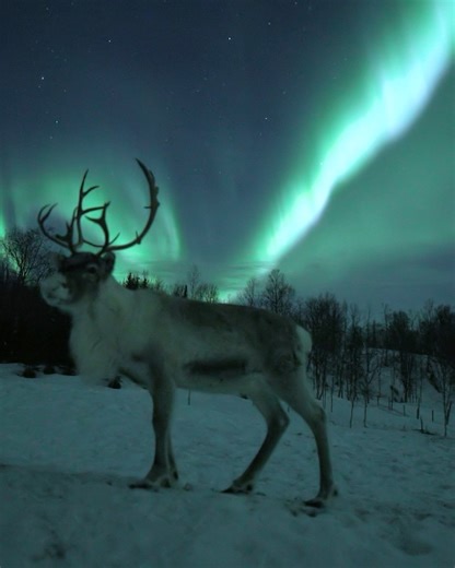 Incredible moment | Aurora Borealis Observatory