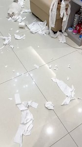 My legs were numb from squatting in the toilet, so I pulled a hook and came out to see this scene... #reelsoftheday #dogsofinstagram #dog #cutedogs #pet #cute #funnyvideo #fun #funnyreels #funny #smartdog #reelsviralfb #reelsvideoシ #doglover #viralreelsfb | Annie