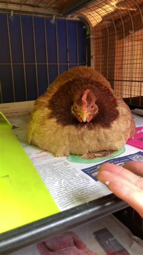 Adorable Pet Chicken Moments: The Cutest Little Shuffles 🐥