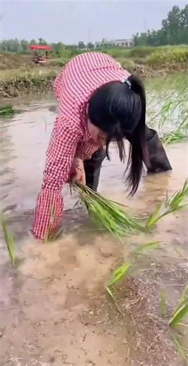 Spring Sowing, Autumn Harvest: Her Journey Through the Changing Seasons