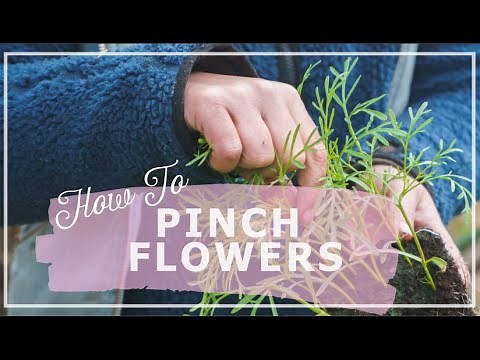 How To Pinch Flowers: Pinching Snapdragons, Cornflowers and Cosmos