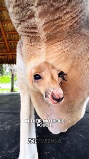 What Happens If You Scratch a Kangaroo🦘 ?