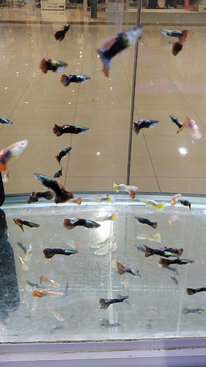 Male Guppy | Golden FISH Store