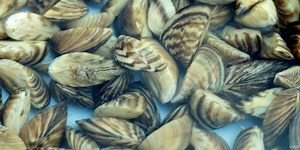 Tips to slow the movement of zebra mussels in area lakes