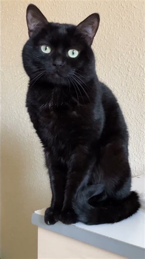 Bonjour d Eden qui fait déjà le top model quelle beauté mon amour 🐈‍⬛🤗😍 #eden #chatnoir