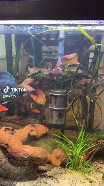 Tank Life: Caring for Discus and Pleco Fish