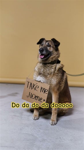 I think you love me Cute German Shepherd ❤️❤️ #shorts #viral #trending #pets #dog #dogs #dogshorts