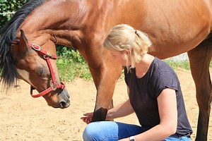 Equine Clinical Assessment