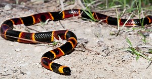 Coral Snakes in Texas