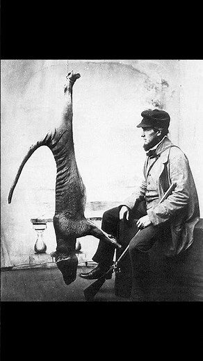 The Mystery of The Tasmanian Tiger