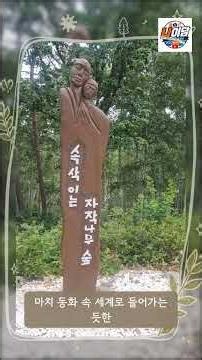 강원도 인제 속삭이는 자작나무 숲에서 70만 자작나무와 힐링하기 2탄 #여름기록 #자작나무숲 #여름휴가 #자작나무